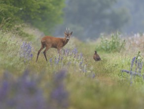 Roe deer (Capreolus capreolus), roebuck standing on a field path and looking attentively, out of