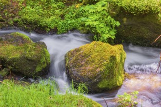 Little creek in the Bavarian Forest Nationalpark. Flowing water, little cascades, mossy stones and
