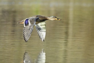 Mallard (Anas platyrhynchos), female in flight, Switzerland, Europe