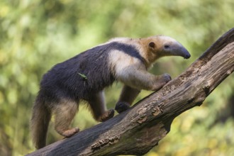 One southern tamandua (Tamandua tetradactyla), walking up a dead branch in a forest
