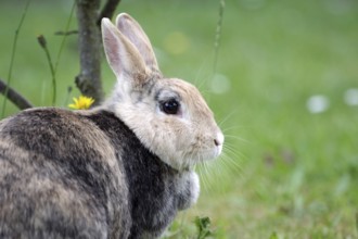 Rabbit (Oryctolagus cuniculus domestica), portrait, garden, portrait of pretty domestic rabbit in