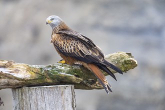 Red kite (Milvus milvus) Germany