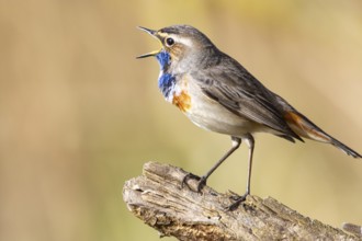 Bluethroat (Luscinia svecica cyanecula) Male Germany