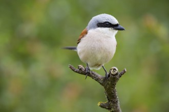 Red-backed shrike (Lanius collurio) ml Germany