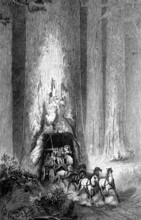 Ride on a stagecoach through one of the giant sequoia trees, Sequoiadendron giganteum, in