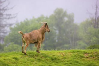 One Barbary sheep (Ammotragus lervia) stands on green hilly ground on a foggy day. Some trees stand
