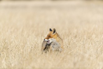 One red fox, Vulpes vulpes, running over a meadow with tall dry grass on a sunny day