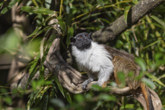 One pied tamarin (Saguinus bicolor) or Brazilian Bare-faced Tamarin, sitting on a branch of a green