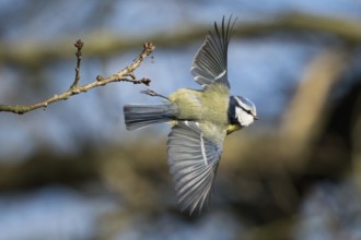 A blue tit (Cyanistes caeruleus, Parus caeruleus) flying with wings spread out near a branch