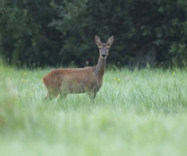 Roe deer (Capreolus capreolus), doe standing in a meadow and looking attentively, wildlife, Lower