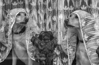 Dogs looking out of the window under a curtain, Bavaria, Germany, Europe