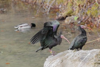A Northern Bald Ibis (Geronticus eremita) landing on a rock on the riverbank