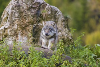 One eurasian gray wolf (Canis lupus lupus) stands on a log in front of a rock between green