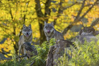 Two eurasian gray wolves (Canis lupus lupus) stand on a hill, observing the area. A forest in fall