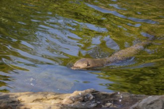 One giant otter or giant river otter (Pteronura brasiliensis) swimming in a river. Head submerged