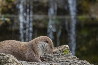 One Eurasian otter (Lutra lutra) resting on a log in front of a little cascade