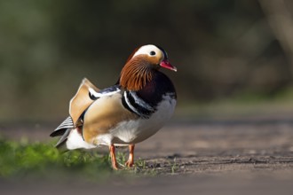 Mandarin duck (Aix galericulata), drake, during mating season, on land, Heiligenhaus, North