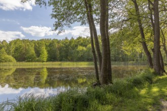 Funkenteich pond near Weinböhla, Saxony, Germany, Europe
