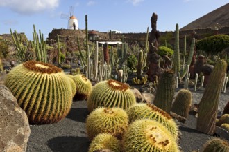 Jardin de Cactus, cactus garden, Guatiza, Lanzarote, Canary Islands, designed by Cesar Manrique,