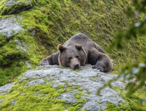 Brown bear (Ursus arctos) lying on a rock, Germany, Europe