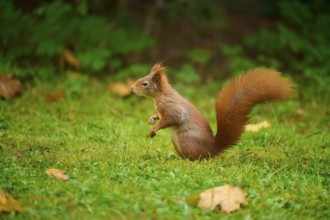 Eurasian squirrel (Sciurus vulgaris), sitting attentively in a meadow with autumn leaf litter,
