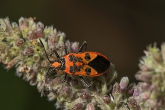 Cinnamon bug (Corizus hyoscyami) on flower buds of horse mint (Mentha longifolia),