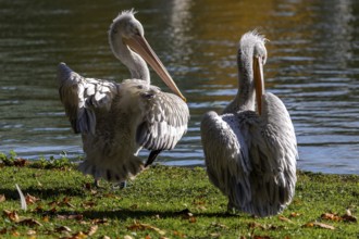Pelicans (Pelecanidae, Pelecanus), preening, in a meadow, captive, Germany, Europe