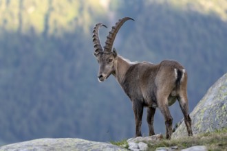Alpine ibex (Capra ibex), adult male, Mont Blanc massif, Chamonix, France, Europe