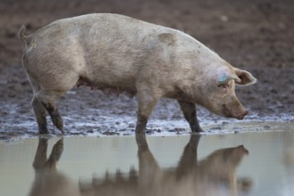 Domestic pig (Sus scrofa domesticus) adult farm animal standing by a puddle in a muddy field,
