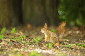 Red squirrel (Sciurus vulgaris) in a forest, Bavaria, Gernany