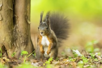 Red squirrel (Sciurus vulgaris) in a forest, Bavaria, Gernany