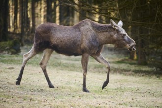 Elk (Alces alces) standing on a meadow on the edge of a forest, Bavaria, Germany, Europe
