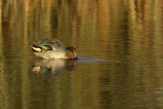 Common teal duck (Anas crecca) adult male bird feeding in a lake, England, United Kingdom, Europe
