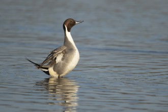 Northern pintail duck (Anas acuta) adult male bird stretching on a lake, England, United Kingdom,