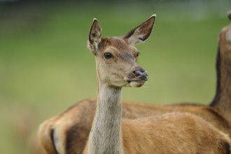 A deer stands at attention, in the background are green and brown colours, red deer (Cervus