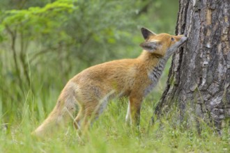 Red fox (Vulpes vulpes), young fox sniffing curiously at a tree trunk in the green forest, summer,
