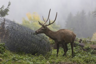 Young red deer buck with small antlers in a forest. Licking on a roll of metall fence lying in the