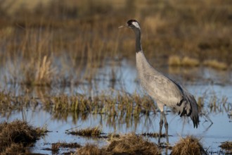 Common crane (Grus grus), Hornborga, Sweden, Europe