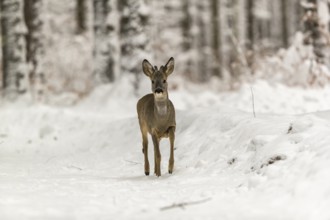 One young male Roe Deer, Roe buck (Capreolus capreolus), walking through a forest in deep snow.