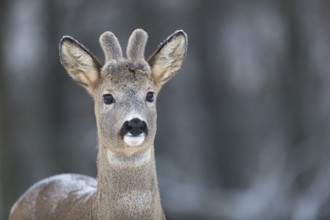 Roe deer buck portrait with neutral background