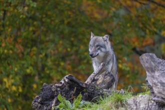 One eurasian gray wolf (Canis lupus lupus) standing between logs on a hill with a forest in fall