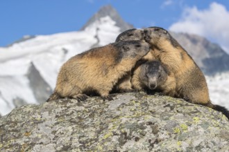 Group of Alpine Marmots, Marmota marmota, sideview portrait in early morning light. Grossglockner