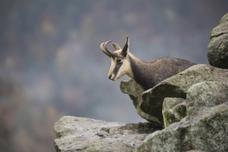 One chamois standing on rocks, autumnal colors of a forest in the distant background