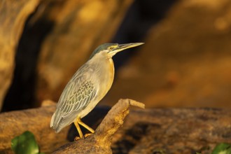 Mongrove Heron (Butorides striatus) Pantanal Brazil
