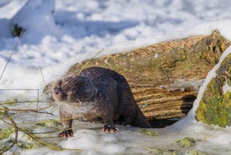 On a sunny day, an otter (Lutra lutra) sits on the ice of a frozen river in front of the root of a