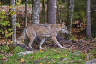 A eurasian gray wolf (Canis lupus lupus) runs through the green undergrowth at a forest edge