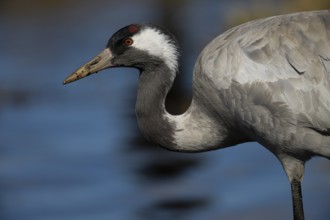 Crane (Grus grus), Sweden, Europe