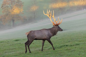 An Altai maral stag, Altai wapiti or Altai elk (Cervus canadensis sibiricus) crosses a meadow in