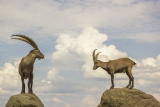Two male ibex (Capra ibex) stand on a rock. Behind them is a sky with interesting clouds