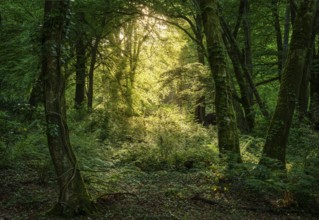 Forest landscape in Cornwall. Sunlight in a clearing. Cornwall, England, Great Britain
